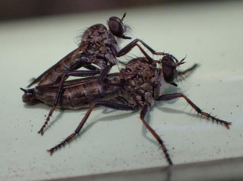 Réf. 212 813 : Neomochtherus geniculatus
